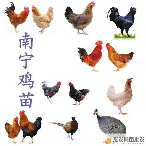 織金八步多蛋雞批發市場 品類齊全