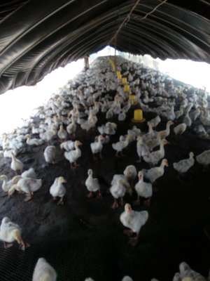 阜南縣新星種養專業合作社 高效家禽孵化引領鄉村振興