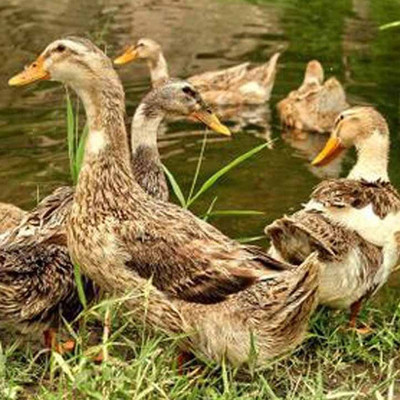 藁城區正方孵化廠 專業家禽孵化的卓越典范