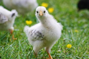 家禽小雞的孵化、性別分辨、喂養要點及養殖技術