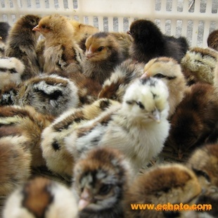 優質土雞苗與五黑雞綠殼雞苗廠家直銷，東鄉海旺家禽孵化廠竭誠服務