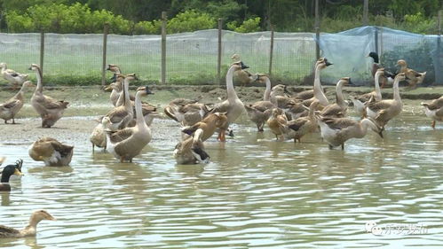 廖小華 巧借家禽孵化技術(shù)，鋪就鄉(xiāng)村脫貧致富路