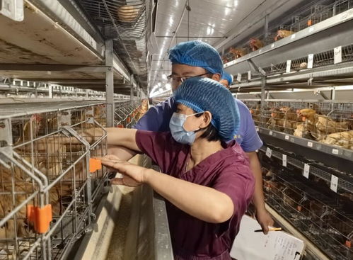 科技巾幗勇?lián)?dāng)，家禽種業(yè)譜新篇——記安徽省三八紅旗手標(biāo)兵陳興勇