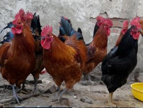 山東紅羽笨雞苗熱銷中 優(yōu)質(zhì)孵化場(chǎng)的品質(zhì)承諾與優(yōu)惠讓利