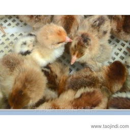 山東紅羽公雞苗孵化場(chǎng) 優(yōu)質(zhì)雞苗，優(yōu)惠供應(yīng)，助力家禽養(yǎng)殖