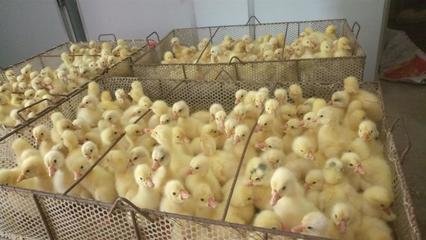 南陽家禽孵化產(chǎn)業(yè) 以雞苗孵化廠為核心的專業(yè)化發(fā)展