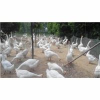 石家莊順鑫孵化廠 專業(yè)孵化，品質(zhì)鵝苗與家禽孵化服務(wù)