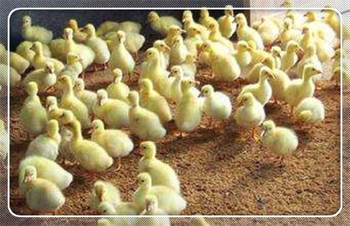 株洲市鵝雛批發(fā)首選 萬家興肉鵝孵化廠，專業(yè)家禽孵化服務(wù)，助力養(yǎng)殖業(yè)發(fā)展