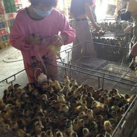 廣西龍發(fā)家禽孵化 深耕西鄉(xiāng)塘，專注優(yōu)質(zhì)鴨苗孵化