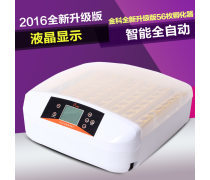 現(xiàn)代家禽孵化 科技賦能下的高效生產(chǎn)與可持續(xù)發(fā)展