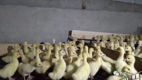 家禽育雛養(yǎng)殖新突破 巧用科學(xué)方法，輕松告別氨氣困擾