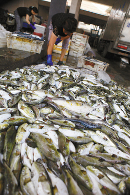 溫嶺松門(mén)水產(chǎn)市場(chǎng)驚現(xiàn)野生河豚交易，食品安全警鐘再響